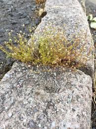 Image result for Sagina abyssinica