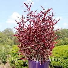 Alternanthera red rooted cutting liner. Alternanthera Ficoidea Red Threads Divine Plants Online Shop