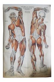 1918 Antique Pull Down Muscle Anatomy Chart Male Portrait