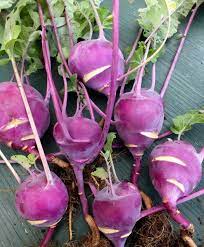 Maybe you would like to learn more about one of these? Kolibri Kohlrabi 50 Days Kids Love Kolibri This Kohlrabi Variety Looks A Bit Like An Alien Vegetable From An Altern Kohlrabi Vegetables Fruits And Vegetables