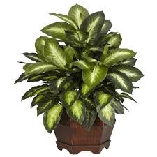 Nearly Natural 6639 Golden Dieffenbachia Decorative Silk Plant Green Nearly Natural Http Www Amazon Com Dp B00bejc2gg Domashnie Rasteniya Rasteniya Kustarniki