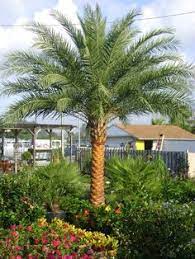 35 Palm Trees Ideas Palm Trees Palm Plants
