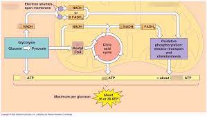 Steps Of Cellular Respiration Diagram Quizlet