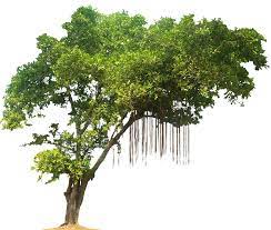 Ficushilii02l Png 819 696 Tree Photoshop Tropical Tree Jungle Tree