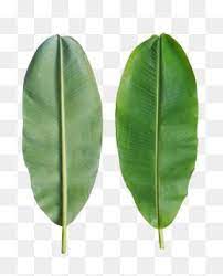 Banana Leaves Are On The Back Banana Clipart In Kind Fresh Png Transparent Image And Clipart For Free Download Banana Leaf Leaf Drawing Leaf Clipart