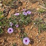 Image result for Ipomoea oenotherae