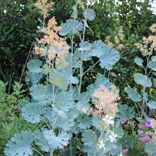 Image result for Macleaya