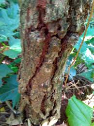 Image result for Croton dichogamus