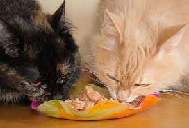 They can be fresh or frozen. Harmful Foods Your Cat Should Never Eat Tuna Milk Raw Fish And More