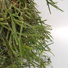 We did not find results for: Piante Grasse Pendenti Boutique Cactusmania