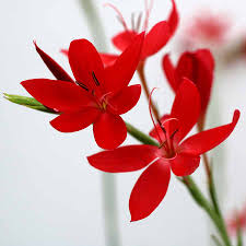 Image result for Hesperantha petitiana