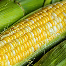 Image result for Zea mays