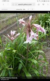 Image result for Crinum subcernuum