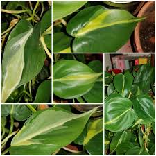 Check out alternatives and read real reviews from real users. This Was Labeled As A Philodendron Brazil But I Think It Looks More Like A Rio Or Silver Stripe What Do Yall Think Houseplants