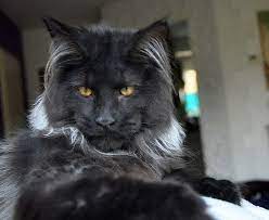So a black, solid (monochrome) maine coon is written as mco n, a blue one as mco a and a red one as mco d (as it is a solid red or cream always will show the pattern which is hidden in black and blue solids and you mostly can determine that she is a solid by virtue of her earrims and nose leathers). The Black Maine Coon Maine Coon Expert