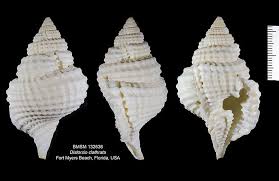 Image result for Dissotis alata