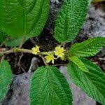 Image result for Corchorus aestuans