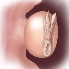 Your embryo now looks less like a. 5 Weeks Pregnant