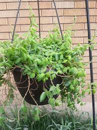 Gracilis Lipstick Plant Aeschynanthus Radicans Lipstick Plant Plants Plant Collection