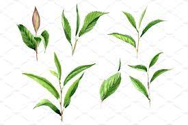 Tea Leaf Png Watercolor Set Iced Matcha Green Tea Tea Leaves Starbucks Matcha Green Tea