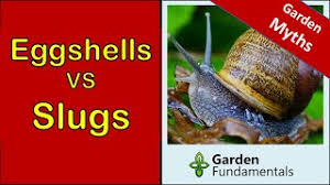 Maybe you would like to learn more about one of these? How To Get Rid Of Slugs Do Eggshells Work Youtube