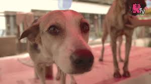 Advertise your dog breeder website and puppies in malaysia free. Visiting Paws Malaysia Paws Animal Welfare Society Youtube