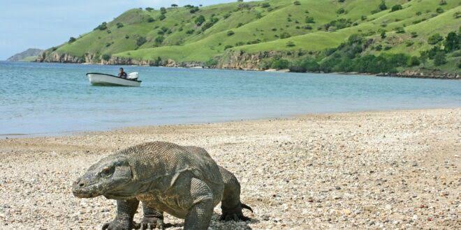Komodo Nationalpark - Indonesien Reisen & Informationsportal
