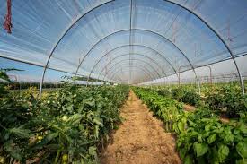 Check spelling or type a new query. 222 902 Greenhouse Stock Photos And Images 123rf
