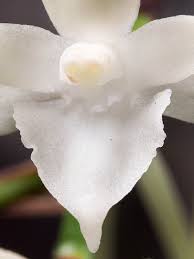 Image result for Rangaeris muscicola