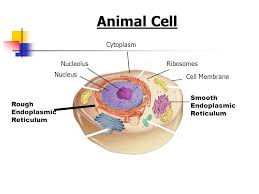 We did not find results for: Plant And Animal Cell Structures Objective 2 0 Identify Cell Organelles Function Cell Theory Cell Types Prokaryotic Eukaryotic Ppt Download