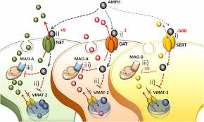 That means that all of the. Frontiers The Effects Of Amphetamine And Methamphetamine On The Release Of Norepinephrine Dopamine And Acetylcholine From The Brainstem Reticular Formation Frontiers In Neuroanatomy