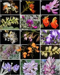 Image result for Fabaceae subfamily Papilionoideae