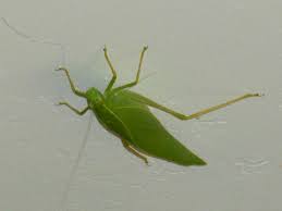 It was first described by george robert gray in 1832, which was his first phasmid he discovered. Green Insects Images Insect Looks Like A Green Leaf True Katydids Leaf Bug Images Bug Images Cool Bugs Green Leaves