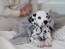 Image result for dalmatin