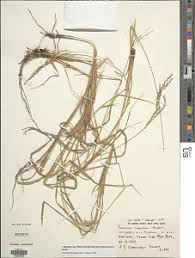 Image result for Megaloprotachne