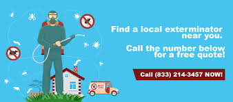 Getting rid of roaches and mice. How Do Exterminators Get Rid Of Roaches Insect Cop