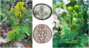 Image result for Eriocephalus ambiguus