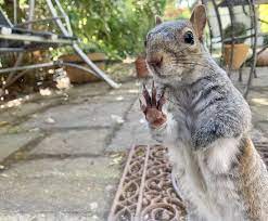 The Paw Of A Squirrel Up Close Squirrels Cute Squirrel Squirrel Animals