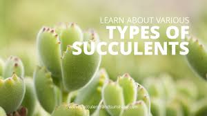 Check spelling or type a new query. Types Of Succulents With Pictures Succulents And Sunshine