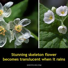 What element did joseph priestley discover in 1774? Fun Trivia Questions Quizzes And Personality Tests Unique Facts Skeleton Flower Flowers