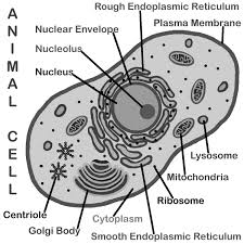 Inner ear images stock photos vectors shutterstock. Draw A Labelled Diagram Of Human Cells