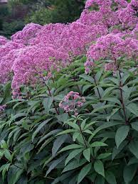 Joe pye, an indian healer from new england, used e. Eupatorium Gateway Bluestone Perennials