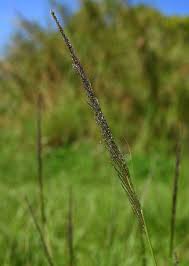 Image result for Sporobolus pyramidalis