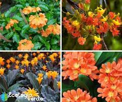 9 Flores Naranjas Nombres Caracteristicas Y Fotos Plantas De Exterior Flores De Color Naranja Flores