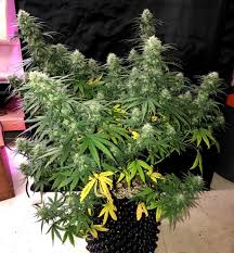 Maybe you would like to learn more about one of these? How To Train Auto Flowering Plants For Bigger Yields Grow Weed Easy