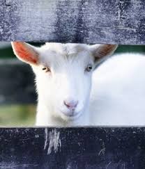 Goat farming involves the raising and breeding of domestic goats (capra aegagrus hircus) as a branch of animal husbandry. Global Goat Milk Powder Market 2019 2024 Growth Analysis Size Share Forecast Arizton