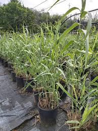 Image result for Arundo