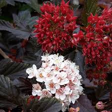 All purple, all the time. Physocarpus Opulifolius Red Baron J Parker Dutch Bulbs
