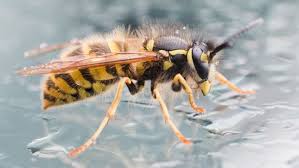 15 Kinder Bei Grosser Wespenattacke Verletzt Animals Insects Bee