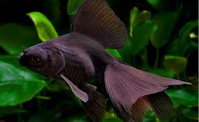 10 Jenis Ikan Mas Koki Paling Populer Di Indonesia